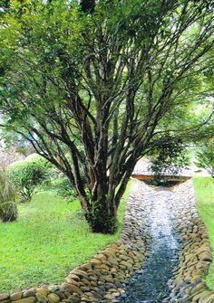 there is a stone path that runs through the grass and has trees on both sides