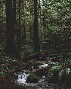 a stream running through a lush green forest