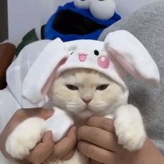 a person holding a white cat wearing a bunny costume