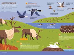 an info board with animals and birds in the field, including geese, ducks, swans, water fowls