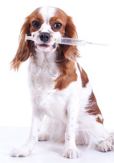 a brown and white dog with a thermometer in its mouth