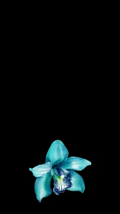 a blue flower on a black background