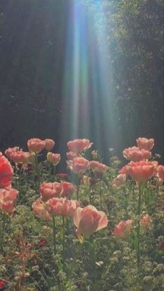 the sun shines through the leaves and flowers in this garden filled with pink roses