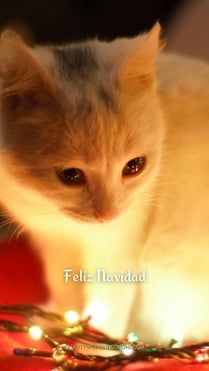 a cat sitting on top of a red blanket next to a christmas tree ornament