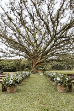 an empty park with benches and flowers in the grass under a large tree that has no leaves on it