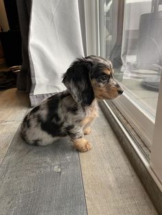 a small black and white dog sitting next to a window