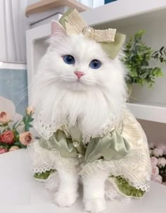 Gatos Cool, Cat With Blue Eyes, Cats Photos, Gorgeous Cats, Söt Katt, Cute Cat Wallpaper, Cute Cats Photos, Cat Dresses