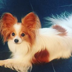 a small brown and white dog laying on the floor