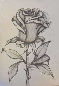 a pencil drawing of a rose with leaves