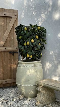 a potted lemon tree sitting next to a wooden door and bench in front of it