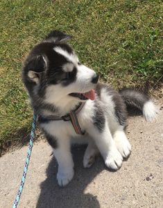 a black and white dog sitting on top of a sidewalk next to a grass covered field