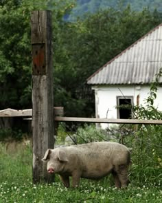 a pig standing in the grass next to a fence