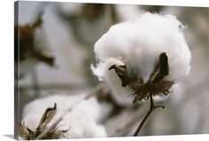 the cotton plant is ready to be picked