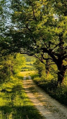 a dirt road surrounded by green trees and grass on either side of it is a path that leads into the distance