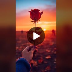 a person holding a rose up to the camera with an orange sky in the background