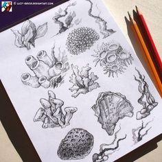 pencils are laying on top of a piece of paper that has drawings of sea animals and corals