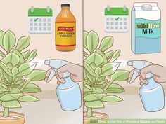 two images showing how to use apple cider vinegar