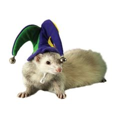 a ferret wearing a purple and green hat on top of it's head