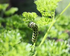 a caterpillar crawling on top of a green leafy plant