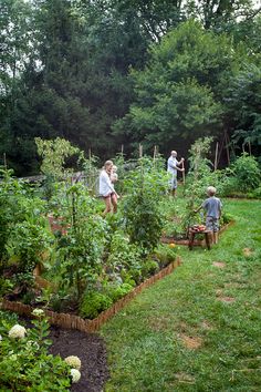 an outdoor garden with lots of plants and trees in the background, surrounded by green grass