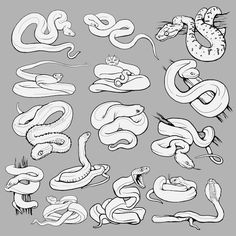 various snakes and other types of snake in black and white colors on a gray background