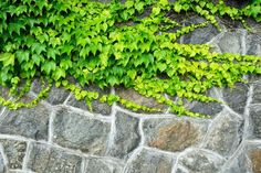 green plants growing on the side of a stone wall