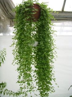 a potted plant with green leaves hanging from it's sides in a greenhouse