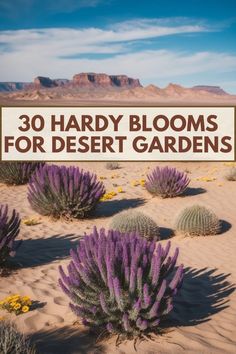 purple flowers in the desert with text overlay that reads 30 hard blooms for desert gardens