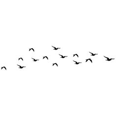 a flock of birds flying across a white sky