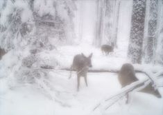 two deer standing in the snow near trees