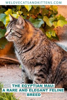 a cat sitting on the ground next to some plants