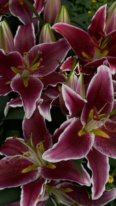 purple and white flowers with green leaves in the background