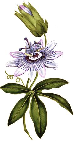 Plant Sleeve Tattoo, Plant Sleeve, Passion Fruit Flower, Passiflora Caerulea, Fleurs Art Nouveau, Botanisk Illustration, Illustration Botanique, Botanical Illustration Vintage, Plant Painting