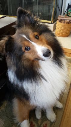 a dog is sitting on the floor in front of a mirror and looking at something