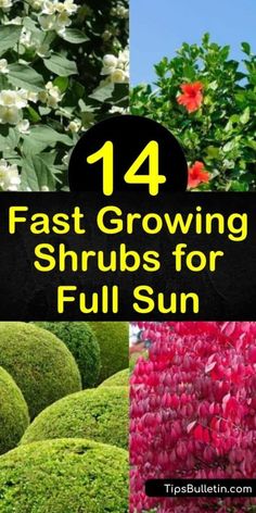 Shrubs For Full Sun, Full Sun Landscaping, Perennials Low Maintenance, Low Maintenance Landscaping Front Yard, Shrubs For Landscaping, Full Sun Shrubs, Fast Growing Shrubs, Low Growing Shrubs, Low Maintenance Shrubs