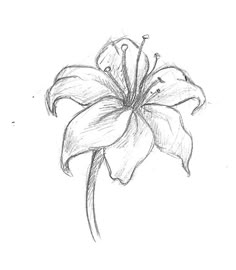 a pencil drawing of a lily flower