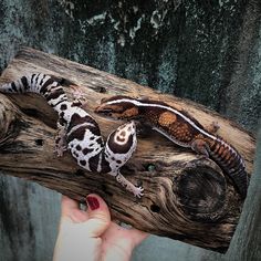 two geckos sitting on top of a piece of wood with their tails curled up