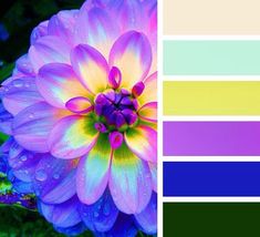 a purple flower with yellow center surrounded by blue and green color swatches in the background