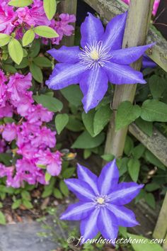 purple flowers are blooming in the garden