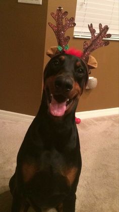 a black and brown dog wearing reindeer antlers on its head