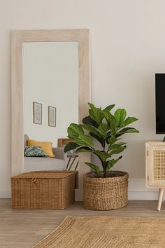 a living room with a tv, wicker basket and potted plant on the floor