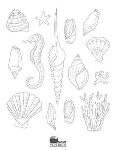 seahorses, shells and starfish are drawn in black ink on a white background