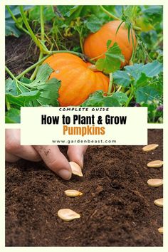 pumpkins growing in the ground with text overlay reading complete guide how to plant and grow pumpkins