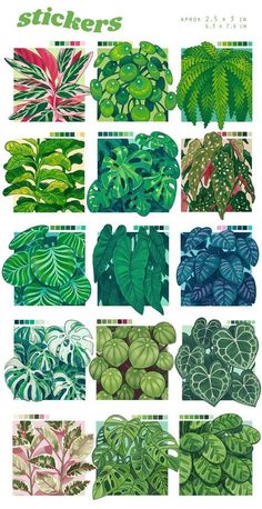 the different types of plants are shown in this poster