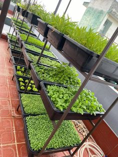 several trays filled with green plants on top of a red brick floor next to a building