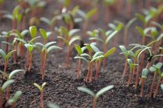 small green plants sprouting from the soil in an open area with dirt on the ground