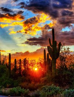 the sun is setting behind a large cactus in the middle of a field with many cacti