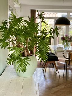 a potted plant sitting on top of a wooden table