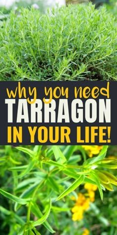 the words, why you need tarragon in your life are shown above some plants