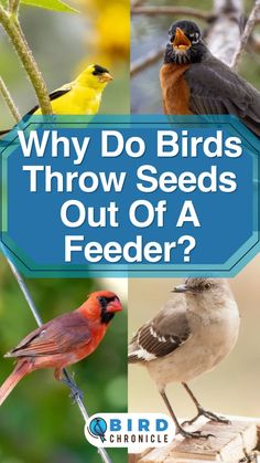 several different birds sitting on top of a tree branch with the words, why do birds throw seeds out of a feeder?